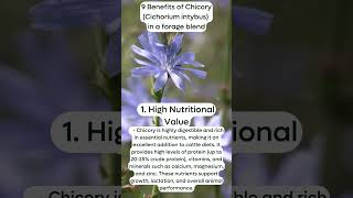 9 Benefits of ChicoryCichorium intybus in a forage blend High Nutritional Value [upl. by Ileak485]