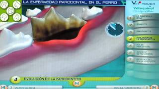 Enfermedad periodontal en perros Los perros van al dentista Limpieza de Boca [upl. by Ynttirb]