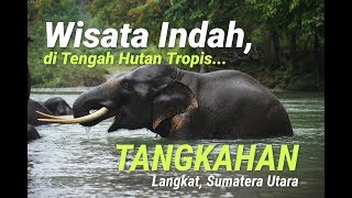 Tangkahan Wisata Menawan di Tengah Hutan Tropis [upl. by Milt]