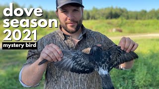 Georgia Dove Season 2021 Awesome Hunt Pigeon vs Dove Taste Test [upl. by Ahiel]