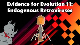 Evidence for Evolution  Endogenous Retroviruses [upl. by Sheepshanks589]