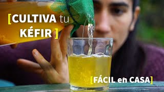 Kéfir de Agua 🍹 BENEFICIOS de PROBIÓTICOS NATURALES [upl. by Yseult]