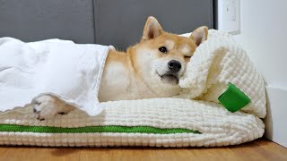 My Shiba Inu’s Morning Routine [upl. by Gus]