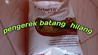 Review Ferterra insektisida sistemik untuk penggerek batang padi [upl. by Matti]