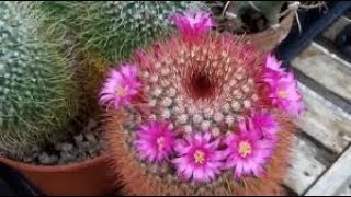 Propagating Cactus from Seed  Mammillaria [upl. by Akerboom]