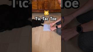 Der Kater hat fast gewonnen 🫣 catenrichment katzenspiele katze catgames katzen tictactoe [upl. by Herminia]