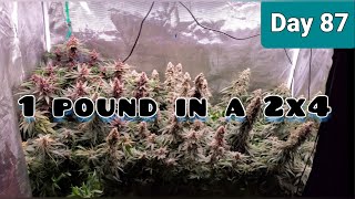 2x4 Grow Tent Growing a Pound with the Mars Hydro Sp3000 Day 87Day52Final Full Tent Update [upl. by Prior22]