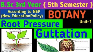 BSc 3rd Year 5th Semester Botany Unit 1Root Pressure in HindiGuttation in HindiHydathode in Hindi [upl. by Nywroc]