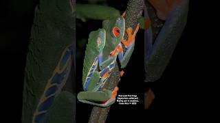 Redeyed Tree Frogs mating in amplexus [upl. by Waal]