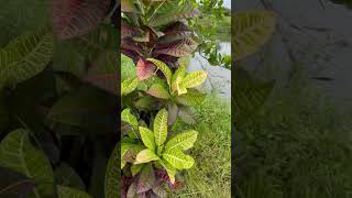 Croton plant 🌱croton shortvideo gardenplants plants nature [upl. by Ailsa659]