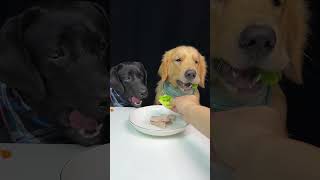 Cute Smart Labrador and Golden have Breakfast with Their Favorite Food Cute Dog Debut Plan [upl. by Eedyak]