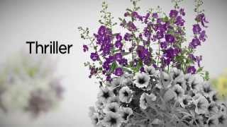 Proven Winners® Gardener Channel HowTo Create The Perfect Container Garden [upl. by Stargell868]