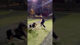 Doberman halısahaya girdi 😱 dog köpek [upl. by Yeltsew]