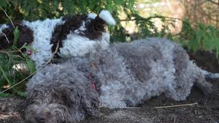 Lagotto in the woods [upl. by Iluj662]