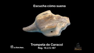 Trompeta de Caracol 1625187 [upl. by Rosette375]