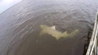 Everglades city fl shark fishing [upl. by Asirrac250]