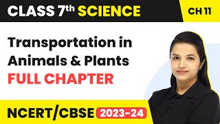 Class 7 Science Ch 11 Transportation in Animals amp Plants Full Chapter Explanation amp NCERT Solutions [upl. by Hooge202]