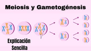 Reproducción Sexual Meiosis y Gametogénesis  Fundamentos y Etapas [upl. by Debora]