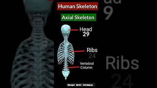 Human skeletal system [upl. by Isaak]