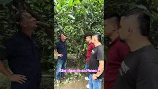 Endoterapia de aguacate en Panamá con el ingeniero aguacaterosdecolombia [upl. by Tnattirb]