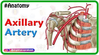 Axillary artery Anatomy Animation Course﻿ Branches ﻿Relations and Clinical anatomy  Usmle review [upl. by Nye]