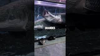 Este pez posee las escamas mas duras que el acero animales vida viral video curiosidad [upl. by Akirdnwahs]