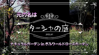 Tasha Tudor｜コスモス揺れる元ターシャの庭・ナチュラルガーデンinぎふワールドローズガーデン｜10月下旬 [upl. by Maag]