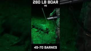 280 lb Boar vs 4570 GOVT Barnes Bullets [upl. by Olaf409]