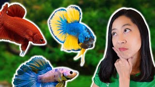 My Top 10 Favorite Betta Fish at Petco [upl. by Honey]