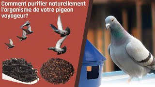 Comment purifier naturellement l’organisme de votre pigeon voyageur [upl. by Millar472]