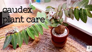 Caudex Plant Care [upl. by Leesa]