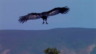 California Condor [upl. by Armin992]