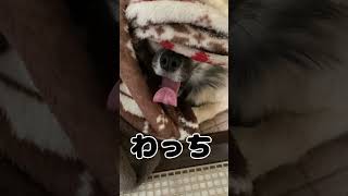 ここちゃんの巣ごもり チワワ大好き 癒し 可愛い チワワちゃん 愛犬 チワワと暮らす cute チワワ チワワラブ [upl. by Aifos]