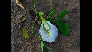 AparajitaNilkanthaButterfly pea benefits Clitoria Ternatea [upl. by Paugh263]