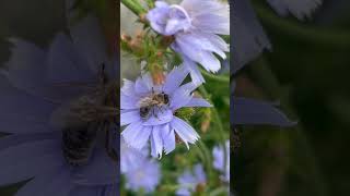 Piekne ujecie 🐝 na nazwa botaniczna Cichorium intybus freetime nature flowers love [upl. by Eenor782]