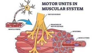 3D animation of muscles contraction  Mechanism of muscles contraction [upl. by Itnaihc]