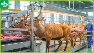 🦌 Modern Food Processing Machines Handle 14M Deer This Way [upl. by Marita835]