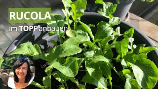 Rucola im Topf anbauen  so geht’s von der Aussaat bis zur Ernte [upl. by Alleyn]