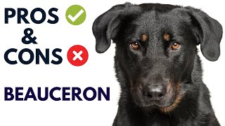 Beauceron Dog Pros and Cons  Beauceron Advantages and DisadvantagesAnimalPlatoon [upl. by Nniuq319]