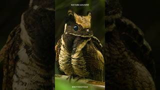 Great Eared Nightjar 🦉 The Dragon Bird [upl. by Zolnay]