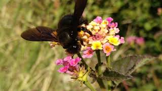 Xylocopa violacea bebiendo de Lantana camara Abejorro bebiendo de Lantana Pájaro Phaganax [upl. by Peppy]