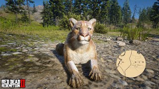 Cougar Location 1  Big Valley  RDR2 [upl. by Nine824]