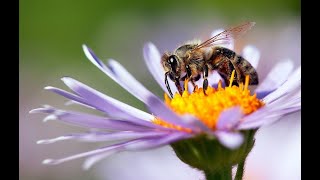 Bringing Bees Butterflies amp Birds to the Garden  Mitre 10 Easy As Garden [upl. by Kneeland287]