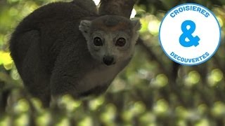 Le Pays des lémuriens  Madagascar  Fenêtres sur le Monde  Documentaire [upl. by Suirrad]