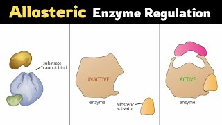 Allosteric Regulationof Enzymes [upl. by Synn497]