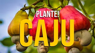 COMO PLANTAR CAJU  SAIBA O PORQUE PLANTAR AGORA [upl. by Jemie329]