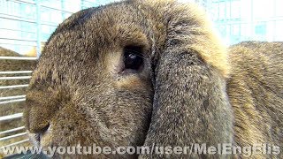 Championnat de France du Lapin Bélier Français  French Lop Rabbit  Französiche Widder Kaninchen [upl. by Quartet]