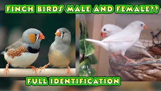 Finch male and female difference [upl. by Aromat]