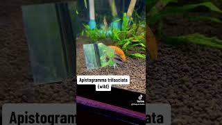 ปลาหมอแคระไตรฟาสเซียตา Apistogramma trifasciata wild เคยเห็นกันหรือยัง 😁😁 [upl. by Aileduab]