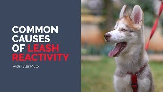 Common Causes of Leash Reactivity  Tyler Muto [upl. by Rinaldo384]